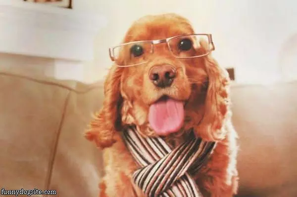 Hipster Dog
