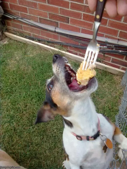 Nom Nom Nom
