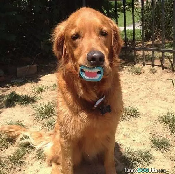 Cool Chew Toy