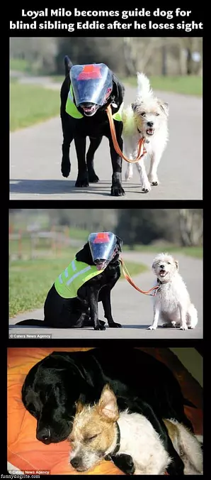 Loyal Milo