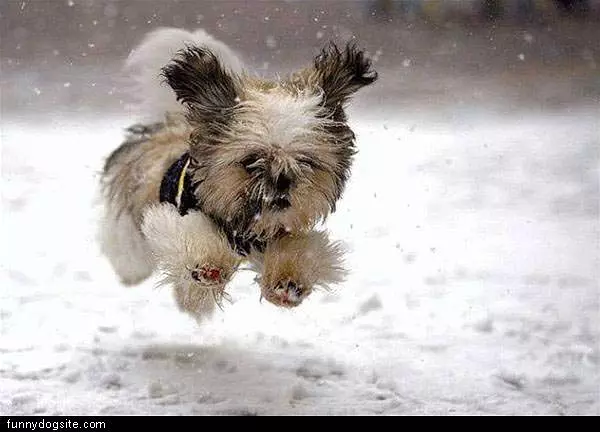 Snow Pup