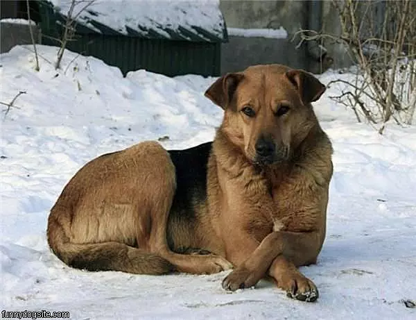 Proper Dog