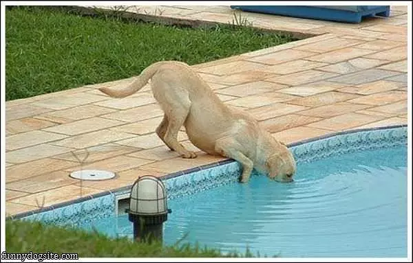 In The Pool