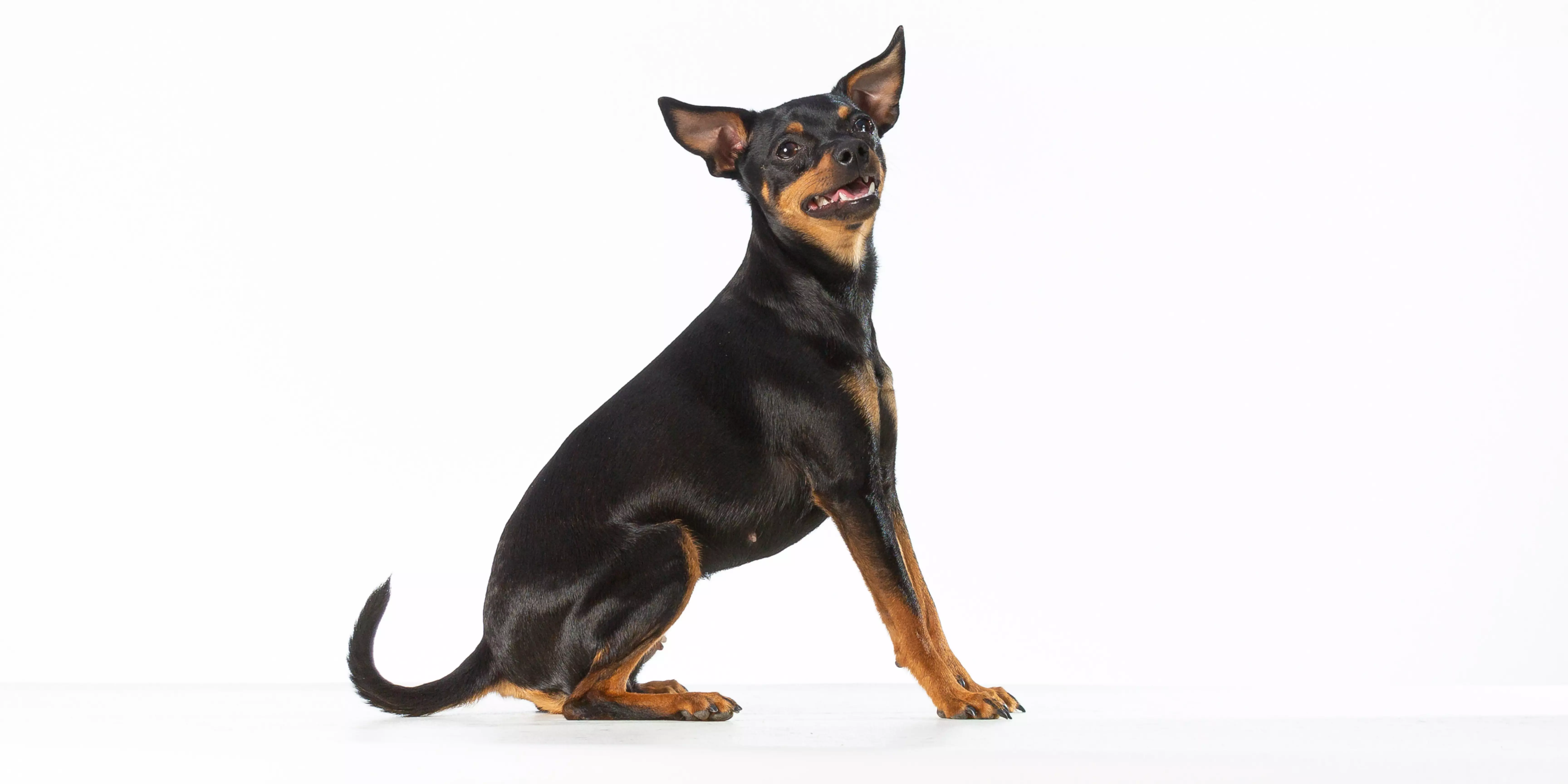 Miniature Pinscher