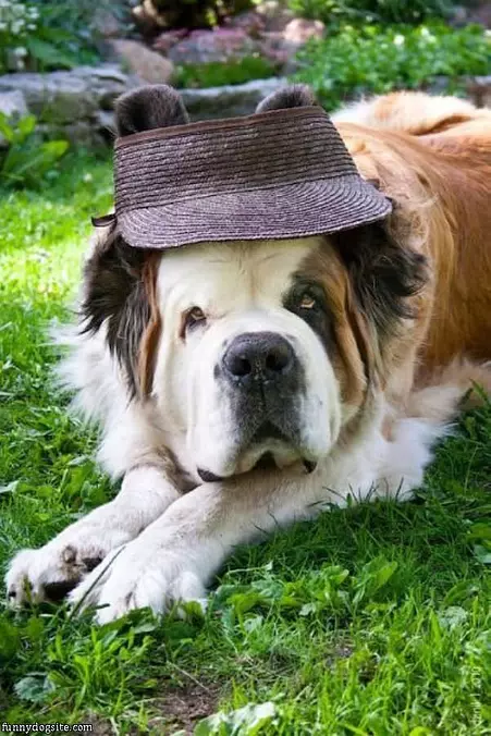 Nice Hat