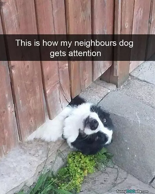 I Want Some Attention