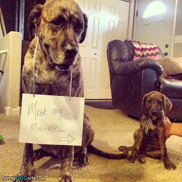 Me And Mini Me