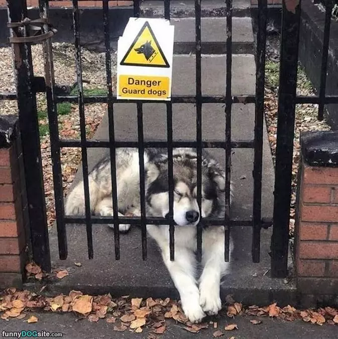 Guard Dog