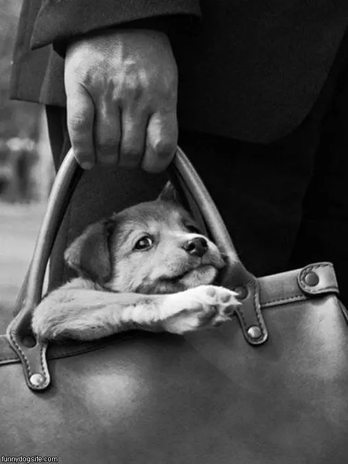 Doggie Bag