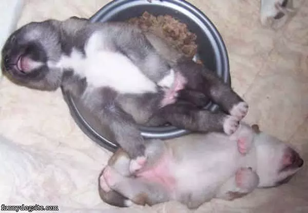 Comfy Bowl
