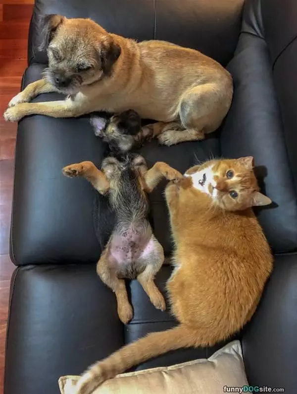 This Is A Dog Couch