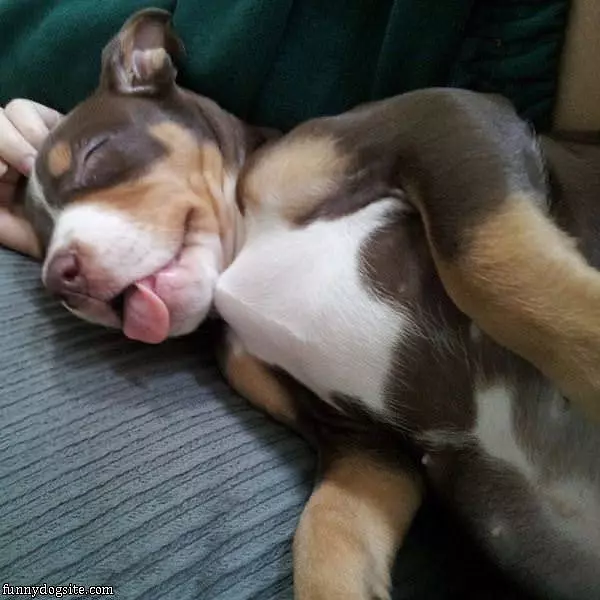 This Is How I Dream