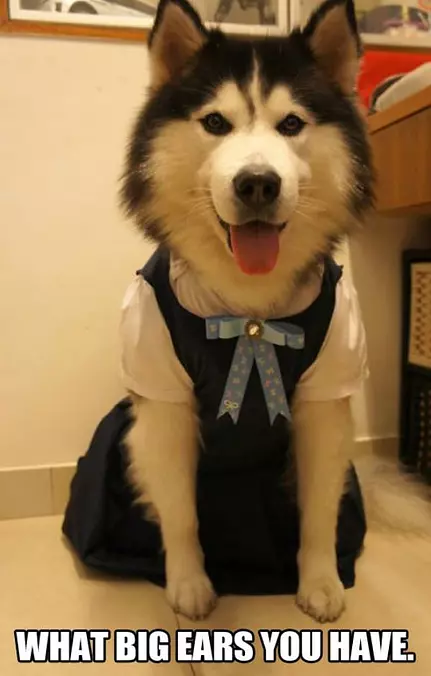 What Big Ears You Have