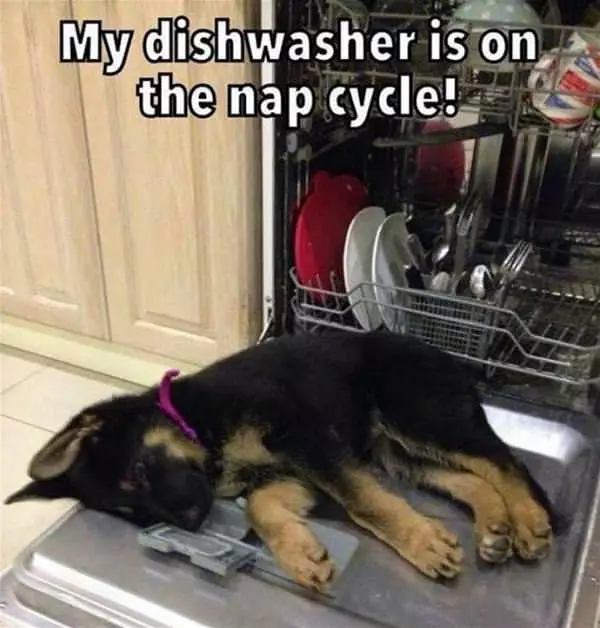 My Dishwasher Cycle