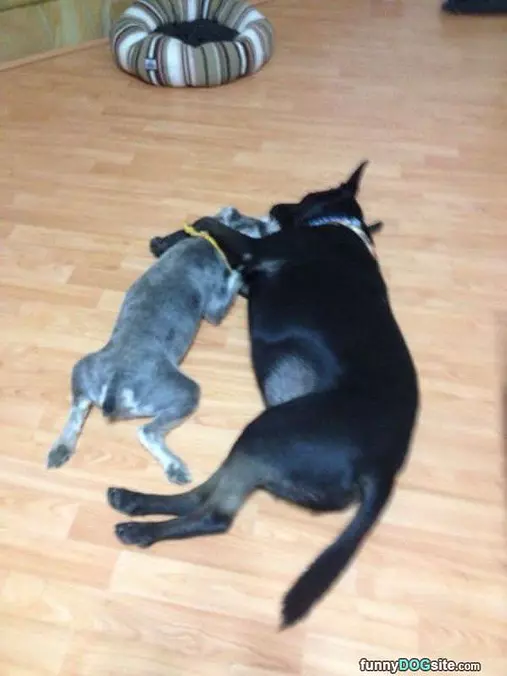 We Are Buddies