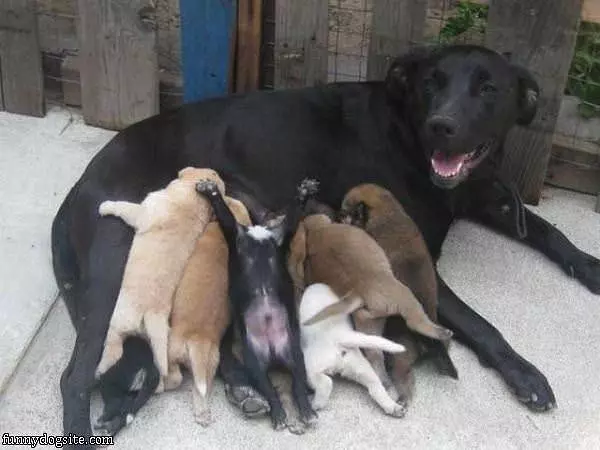Some Puppies Are Different