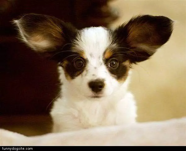 Giant Dog Ears