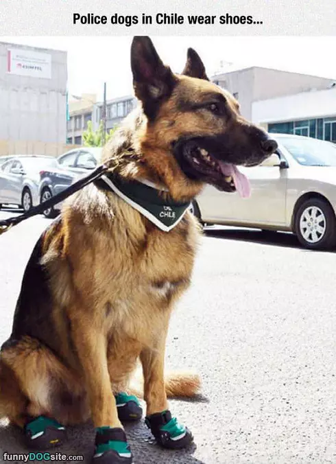 Dog Wearing Some Shoes