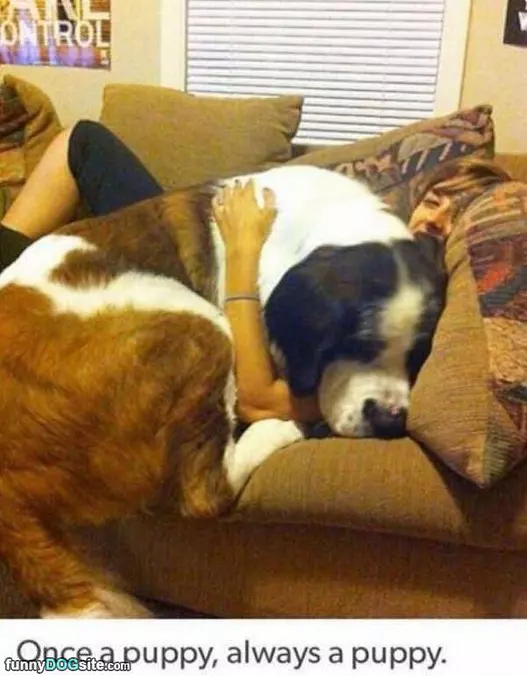 My Little Lap Doggy