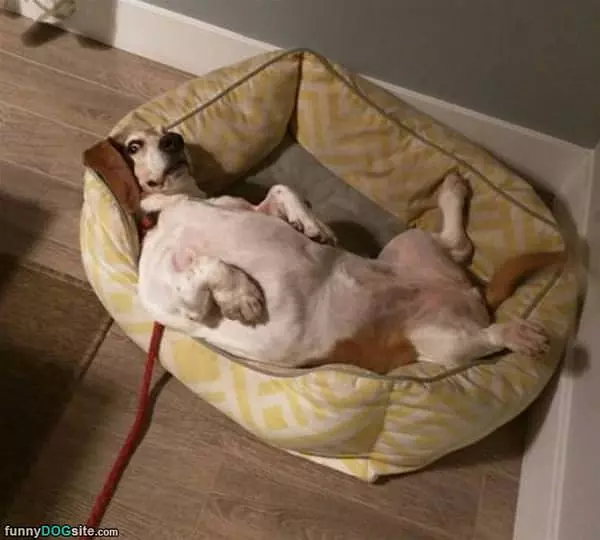 Chilling On His Back