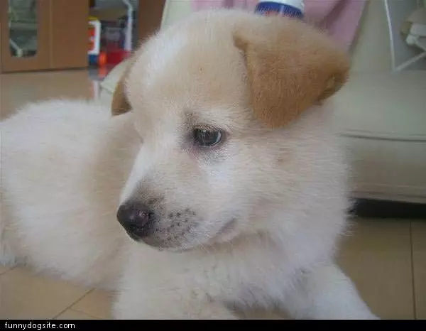 White Puppy