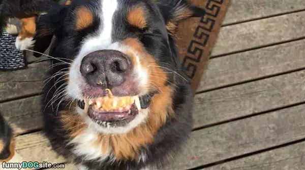 That Is One Very Happy Dog