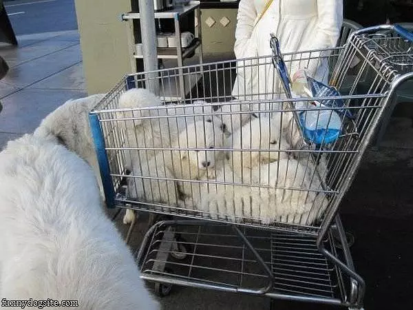 Puppy Cart