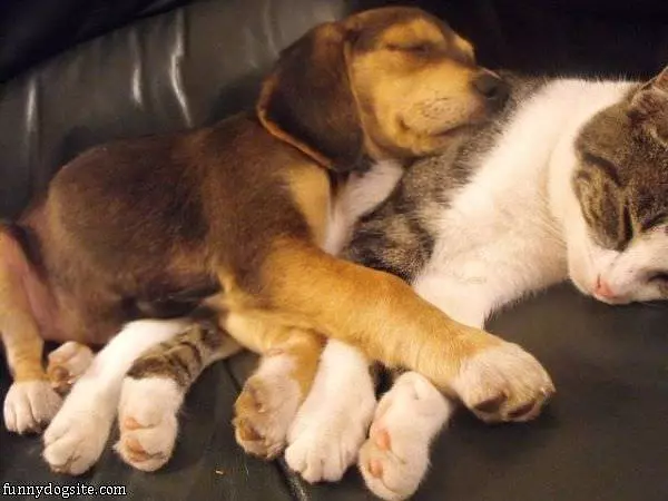 This Is My Pillow