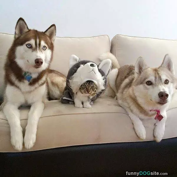 An Imposter