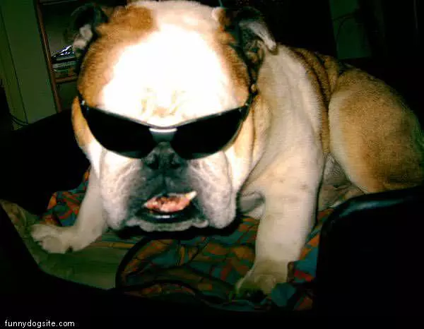 Too Cool
