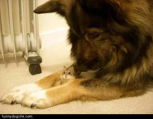 Dog And Mouse