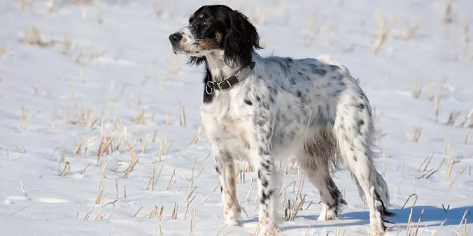 English Setter