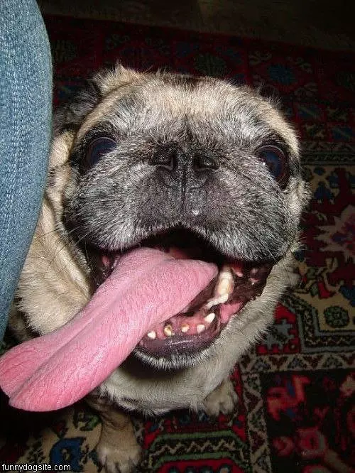 Long Pug Tongue