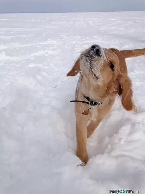 Throwing Some Snow Around