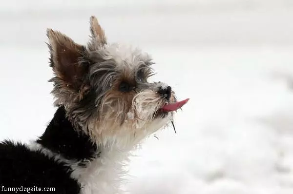 Catching Snowflakes