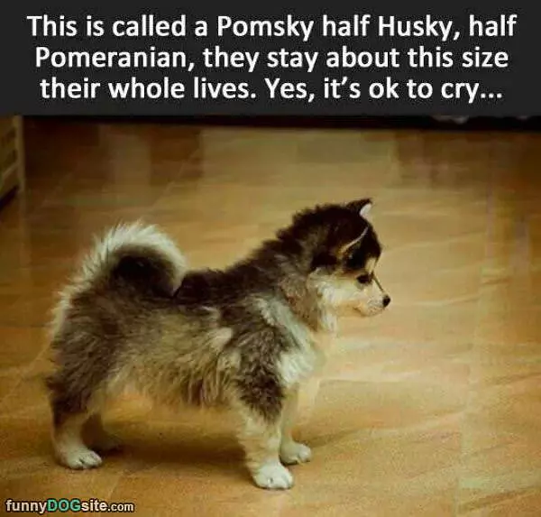 Pomsky
