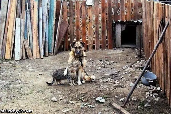Friends Forever