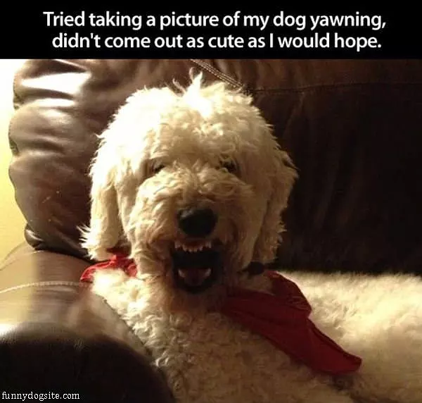 Dog Yawning