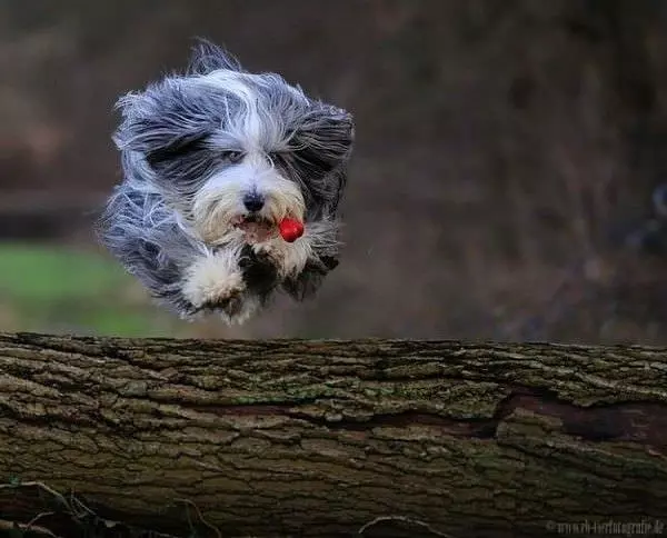 Jumping