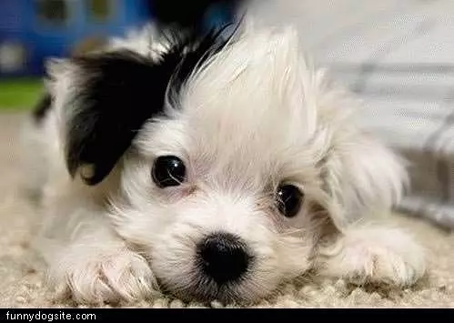Black Eared Pup