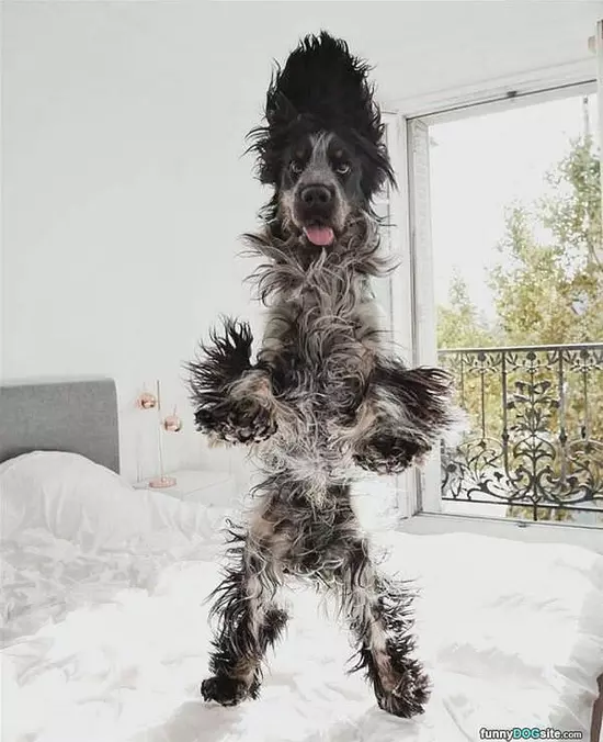 Jumping Fuzz Ball