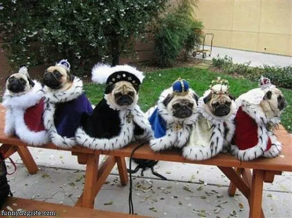 Royal Pugs