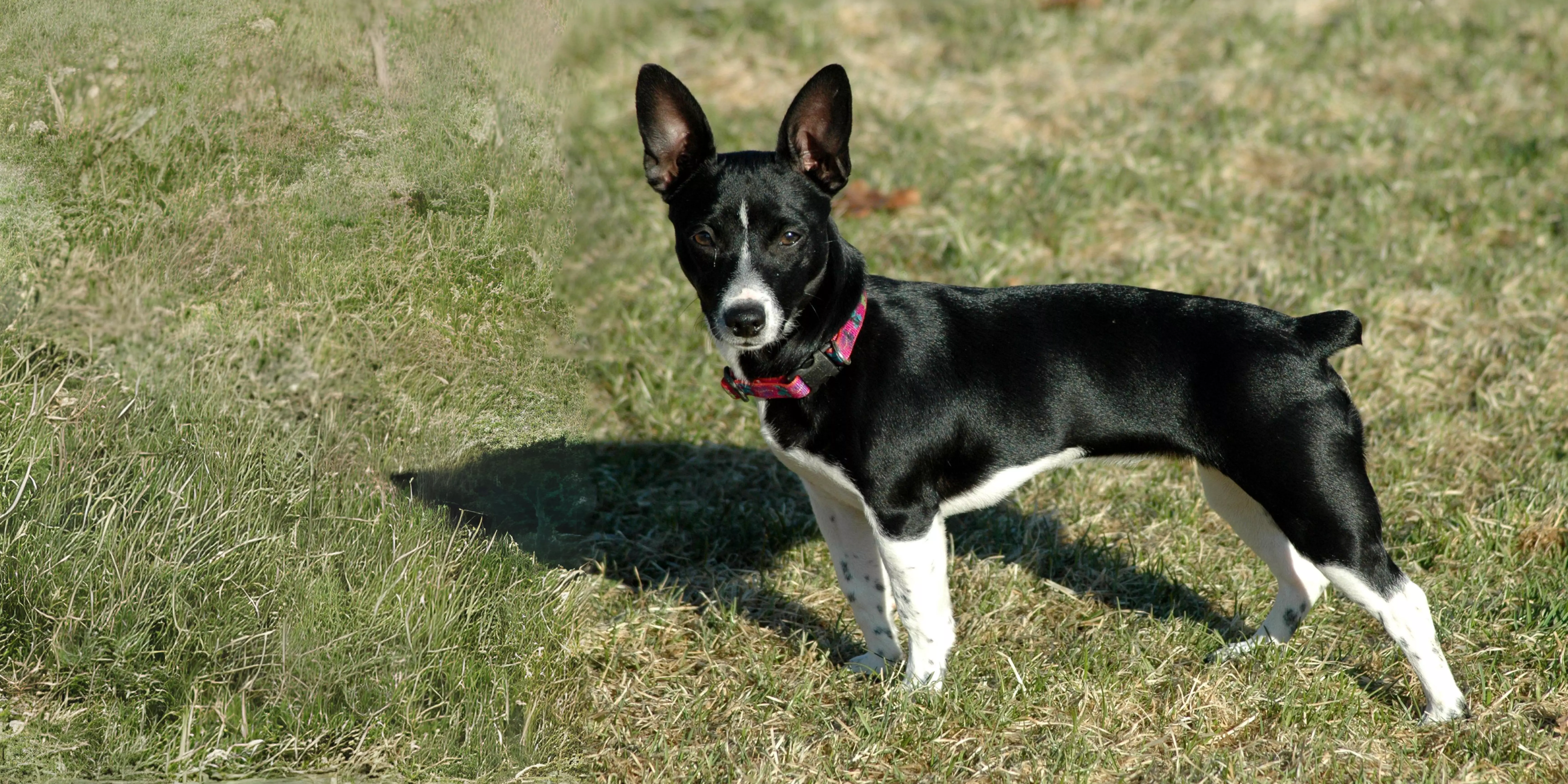 Teddy Roosevelt Terrier