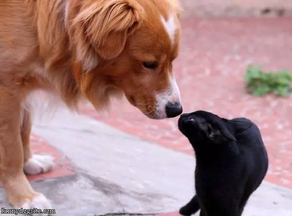 Sniff Sniff