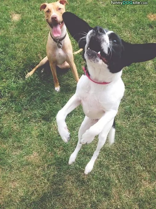 Jump For It