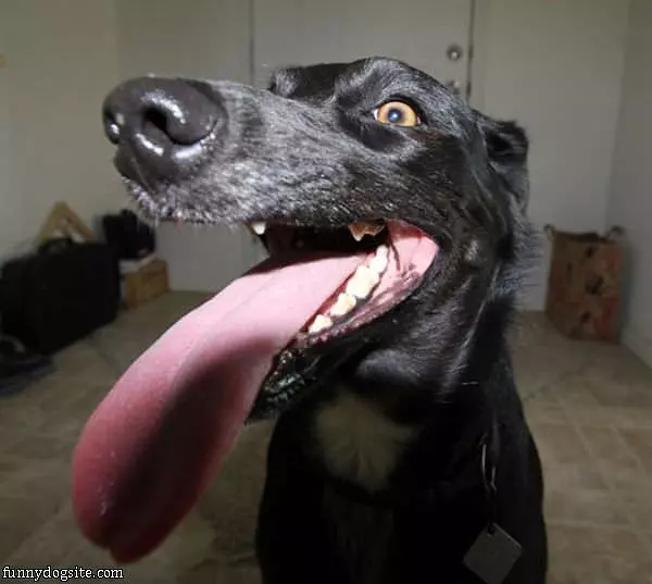 The Long Tongue