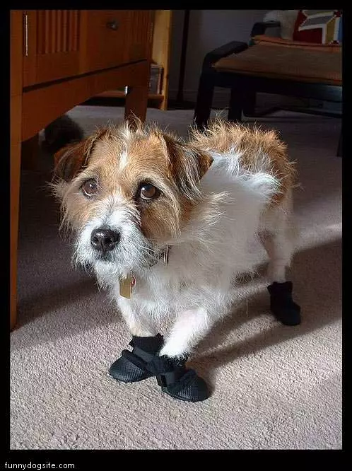 Nice Shoes