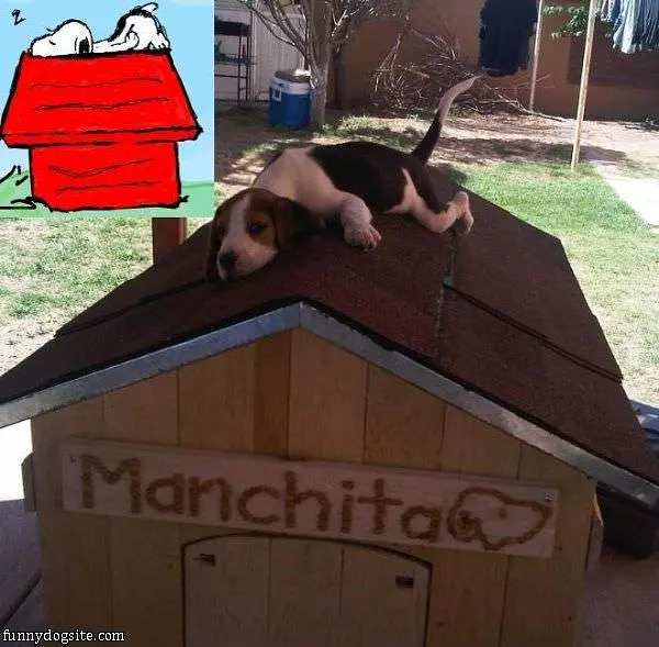 The Real Snoopy