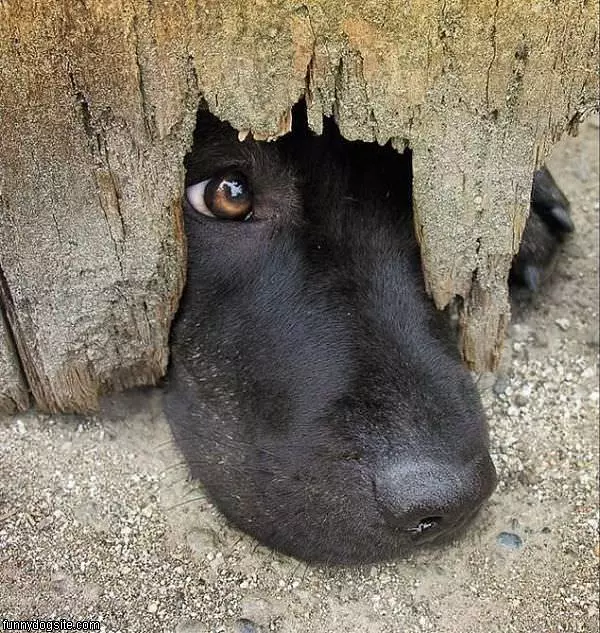 Let Me Out