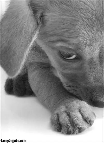 Sad Puppy